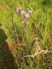 Campuloclinium macrocephalum