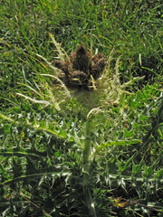 Cirsium spinosissimum