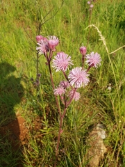 Campuloclinium macrocephalum