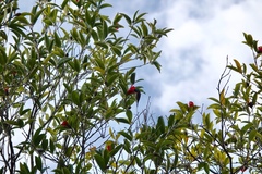 Aethopyga christinae