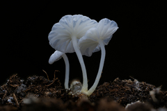 Marasmiellus stenophyllus