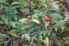 Aethopyga christinae