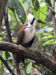 Garrulax leucolophus