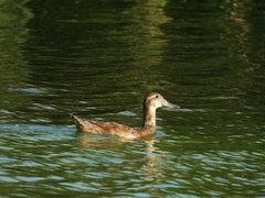 Heteronetta atricapilla