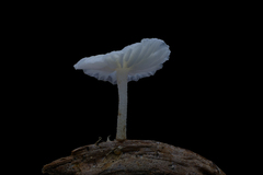 Marasmiellus stenophyllus