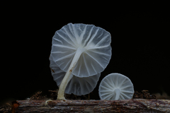 Marasmiellus stenophyllus