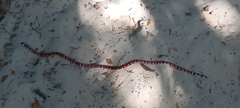Micrurus corallinus