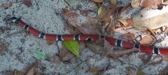 Micrurus corallinus
