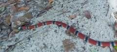 Micrurus corallinus