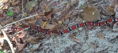 Micrurus corallinus