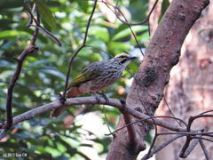 Pycnonotus zeylanicus