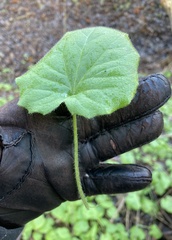 Doronicum pardalianches