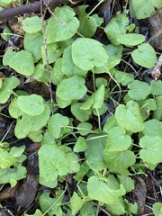 Doronicum pardalianches