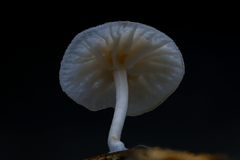 Marasmiellus