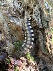 Nyssodesmus python