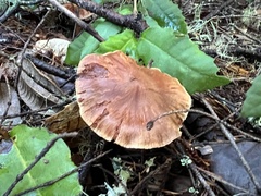 Cortinarius ohlone