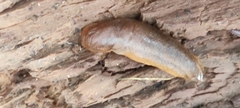 Arionidae