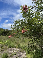 Erythrina crista-galli
