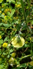 Physalis pumila