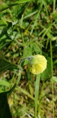 Physalis pumila