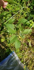 Physalis pumila