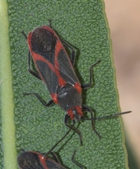 Caenocoris nerii