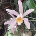 Cattleya × venosa - Photo (c) Eric Fischer Rempe,  זכויות יוצרים חלקיות (CC BY-NC), הועלה על ידי Eric Fischer Rempe