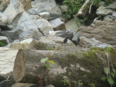 Phoenicurus leucocephalus