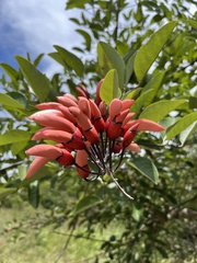 Erythrina crista-galli
