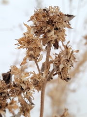 Dracocephalum parviflorum