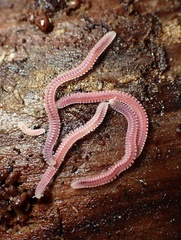 Gosodesmus claremontus