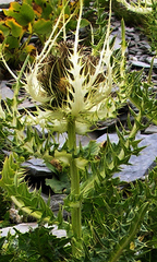 Cirsium spinosissimum