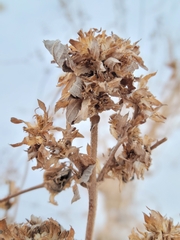 Dracocephalum parviflorum