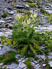 Cirsium spinosissimum