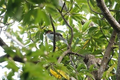 Hemixos castanonotus