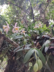 Cattleya