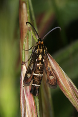 Chamaesphecia maurusia