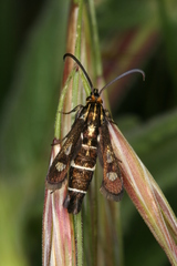 Chamaesphecia maurusia