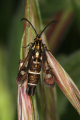 Chamaesphecia maurusia