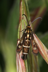 Chamaesphecia maurusia
