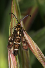 Chamaesphecia maurusia