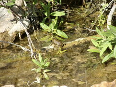 Pelophylax bedriagae