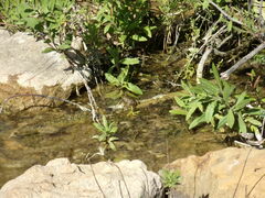 Pelophylax bedriagae