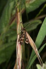 Chamaesphecia maurusia