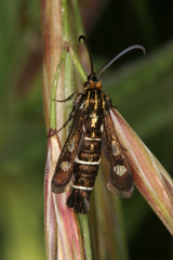 Chamaesphecia maurusia