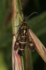 Chamaesphecia maurusia