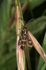 Chamaesphecia maurusia