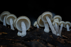 Favolaschia manipularis