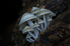 Favolaschia manipularis