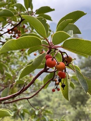 Arbutus andrachne